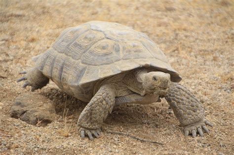 Desert Tortoise In The Mojave Desert Desert Tortoise Mojave Desert