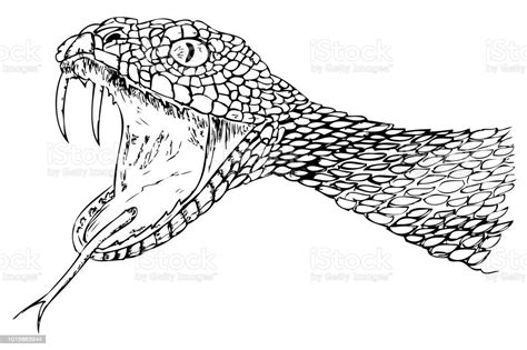 Simple Sketch Of Viper Snake Stock Illustration Download Image Now