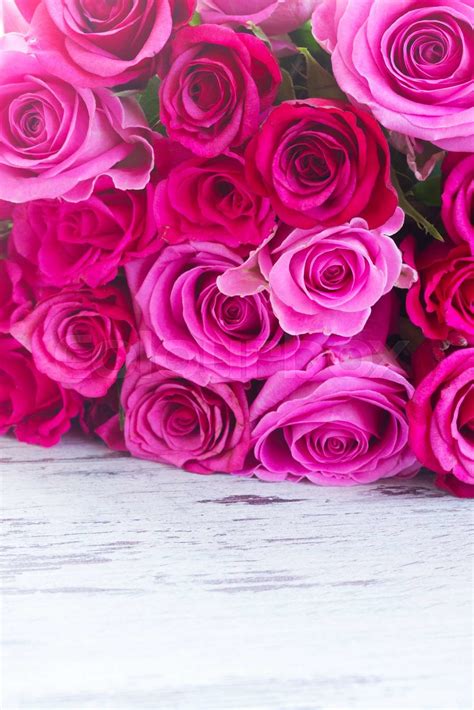 Pink Fresh Roses Stock Image Colourbox