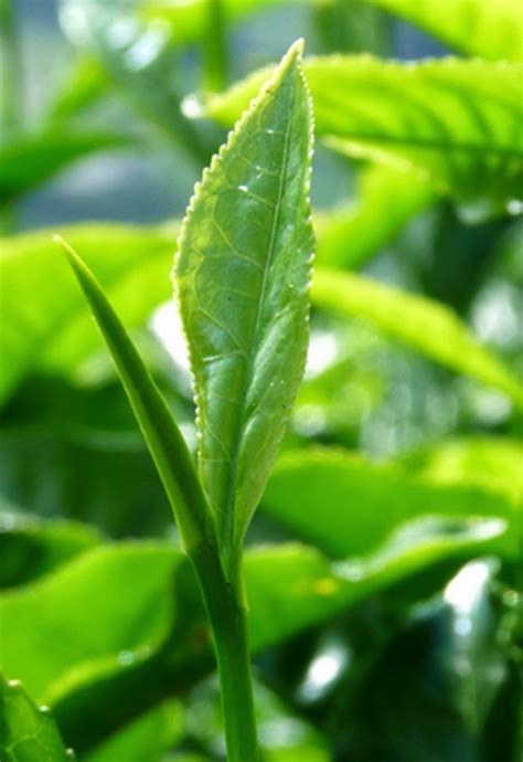 Apakah anda penggemar minuman teh hijau? 4 Khasiat Teh Hijau yang Lain | Belajar Biologi
