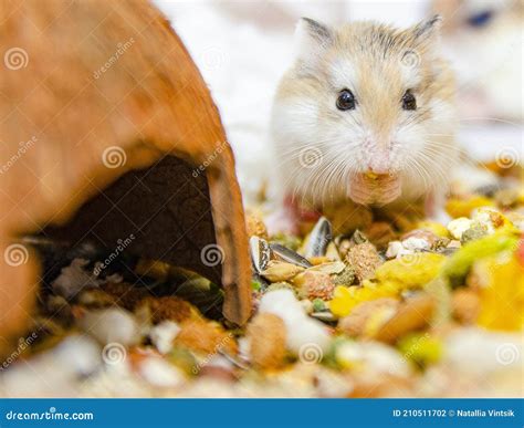Tiny Roborovski Dwarf Hamsters For Sale As Pets In Street Market One