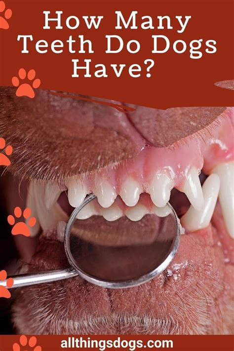 How Many Teeth Do Dogs Have Your Dog Dental Questions Answered Artofit