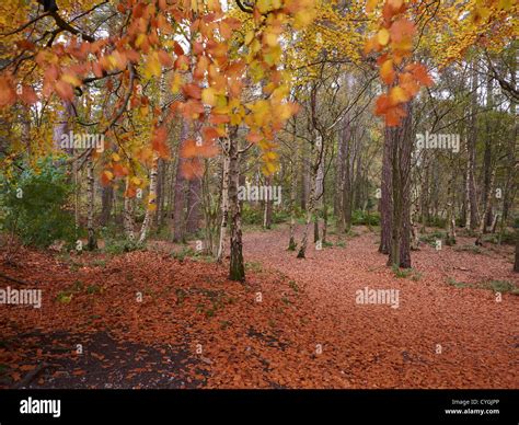 Autumn In Delamere Forest Cheshire Uk Stock Photo Alamy