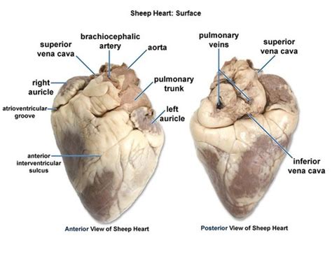 Lab Test Bio Sheep Heart Anatomy Flashcards Quizlet