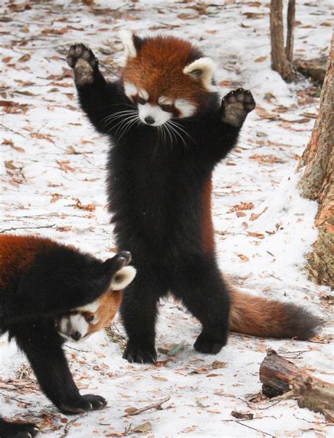 Epic 25 Things You Didn T Know About Red Pandas Https Meowlogy
