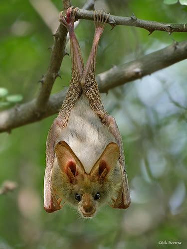 Heart Nosed Bat Cardioderma Cor Oldupai Gorge Tanzania 27 Flickr