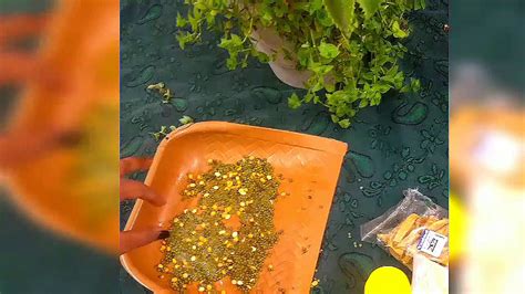 Put some oatmeal powder into a bathtub filled with warm water. Bath powder for Babies - YouTube