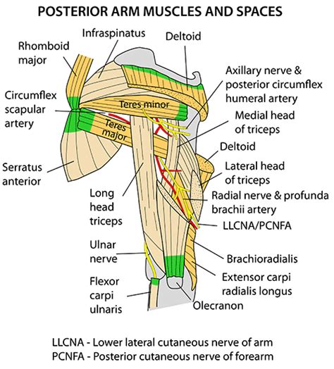 Instant Anatomy Upper Limb Areasorgans Arm Lateral Triangular