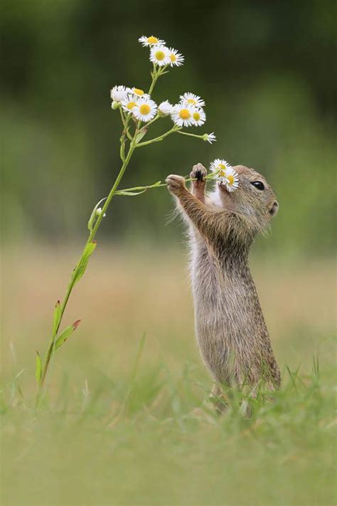 20 Adorable Photos Of Animal Smell Flowers Design Swan