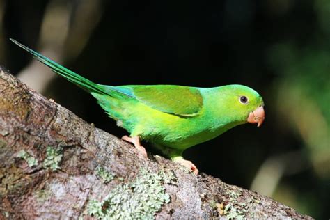 Parakeet Budgie Parrot Bird Tropical 60  Wallpapers Hd