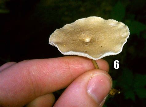 A Few Random West Michigan Mushrooms Anything Of