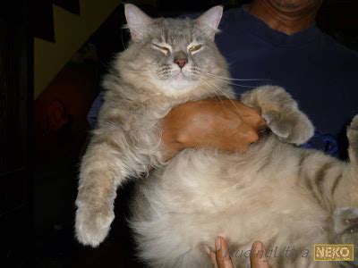 Ciri ciri kucing hamil dan akan melahirkan pemilik kucing. Kucing Utara: Tempoh Kucing Mengandung