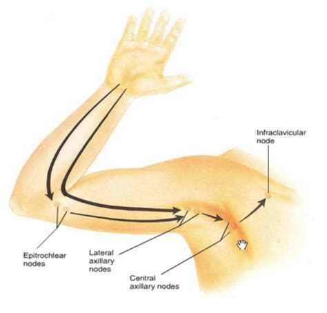 Which Area Of The Arm Drains To Epitrochlear Nodes Quizlet Best Drain