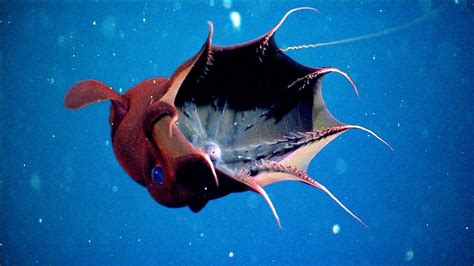 When It Needs To Feast Vampire Squid Is A Softy The New York Times