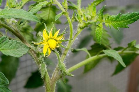 Premium Photo Growth Seedling Tomato