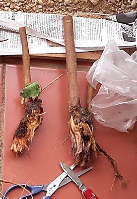 In this video i will show you how to bonsai a peepul tree and also repotting of the same. Instant - Bonsai - For - Everyone: Rooting cuttings in ...