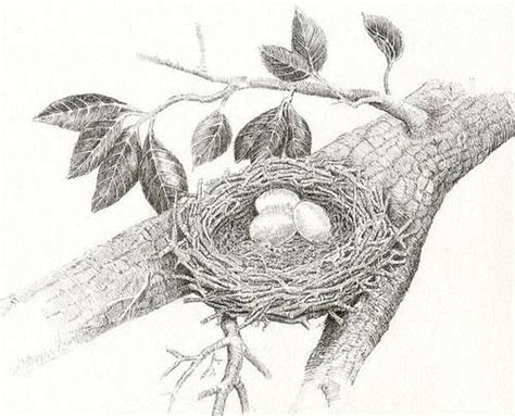 Birds Nest Sketch Sisters Little Birds