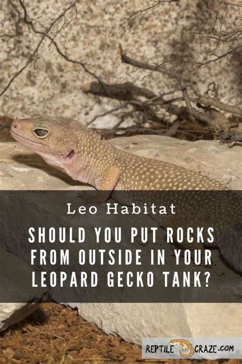 (this is why the water department puts the stuff in there in the first place). Can I Put Rocks From Outside In My Leopard Gecko Tank ...