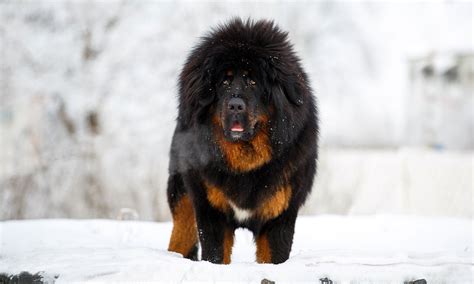 Tibetan Mastiff Breed Characteristics Care And Photos Bechewy