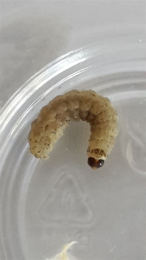 Ein paar hundert eier sind das, aus all diesen eiern kriechen kleine, weiße maden. Raupe? Wurm? Made? Larve? in Wohnung gefunden, was könnte ...