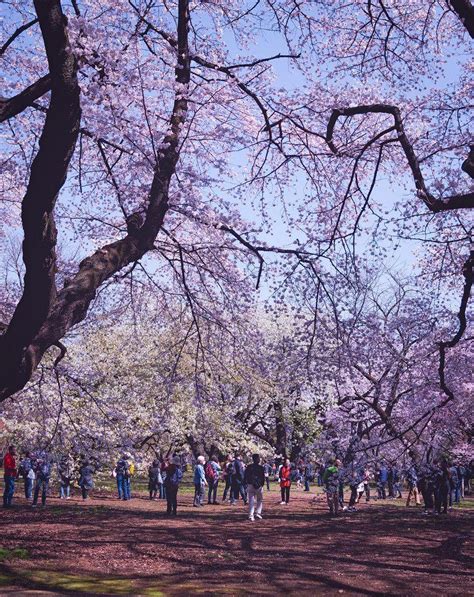 Tokyo Sakura Wallpapers Top Free Tokyo Sakura Backgrounds