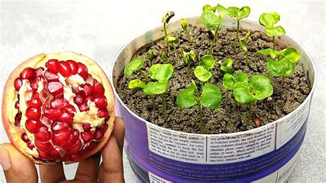 They are often very short lived, but their colours include white, yellow, red, magenta and just about every other colour blend you can imagine. How to grow pomegranate plants easily , Grow at home - YouTube