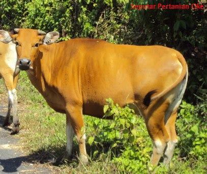 Sapi itu juga telah menjadi sorotan media lokal selama beberapa tahun terakhir. 2900 Foto dan Gambar Sapi Beserta Jenis Jenisnya ...