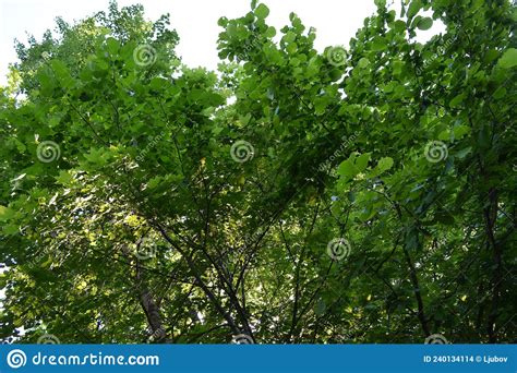 Bright Green Foliage Of Trees And Bushes In Summer Forest Stock Photo