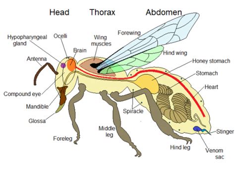 The Qurans Reference To Two Stomachs In A Bee Body And Its Hidden