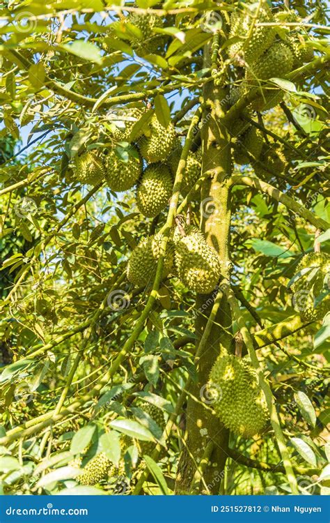 Durian Tree Fresh Durian Fruit On Tree Durians Are The King Of Fruits