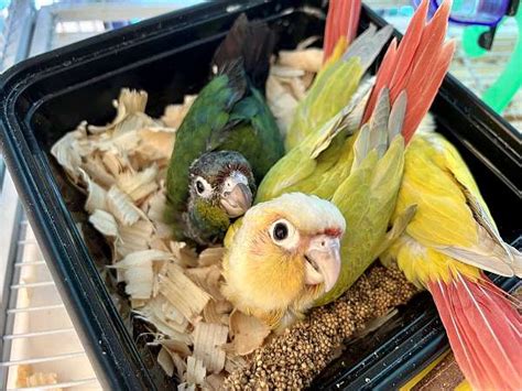 Crimson Bellied And Green Cheek Conures For Hand Feeding