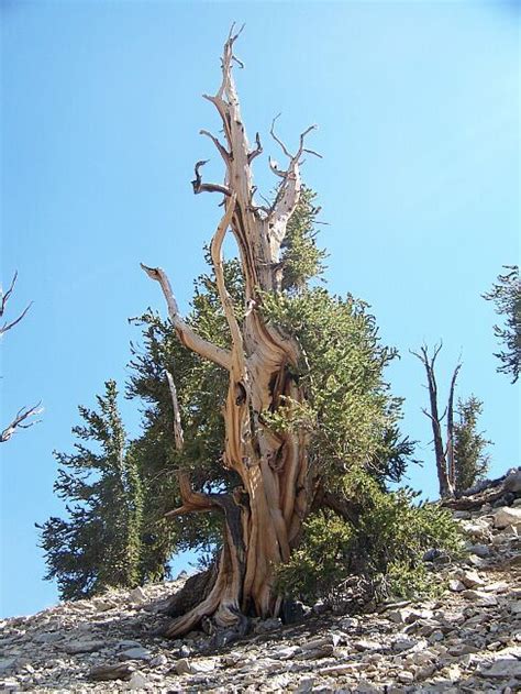 Methuselah The Worlds Oldest Tree Ang S Web Log