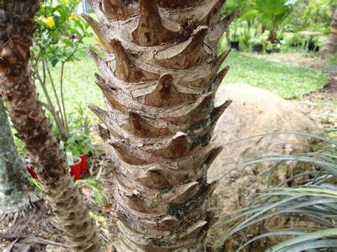Over 100k tropical plants for sale, order plants on line, mail order, fast delivery. This is how the trunk of a Dwarf Pygmy Date Palm Tree ...