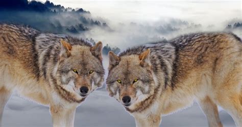 ➤ wolf images posted in animals category and wallpaper original resolution is 1920x1080px. Wolf Free Stock Photo - Public Domain Pictures