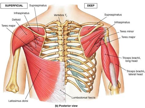 Simple , quick answers to important questions on deltoid muscle, rotator cuff muscles, muscles of scapular region, intermuscular spaces of scapular rotator cuff is formed by a group of four muscles that surround the shoulder joint. Shoulder Muscle Diagram Back