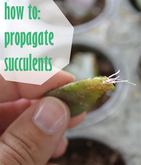 The christmas cactus is a beautiful houseplant, and you can propagate. Showing Off - Reader Feature - Sugar Bee Crafts