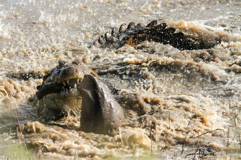 Huge Crocodile Preys On Baby Hippo In Kruger Park South Africa In