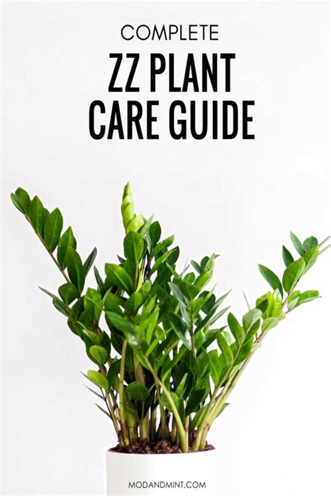Zz Plant Care How To Grow A Zamioculcas Zamiifolia