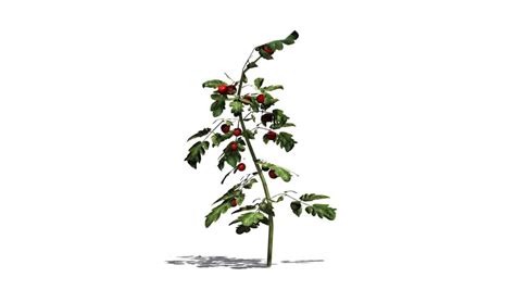 You can remove these eggs by hand and burn them. Tomato Plant in Wind Stock Footage Video (100% Royalty ...
