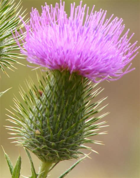 Flouer o scotland, scottish gaelic: The Scottish Thistle is the oldest recorded 'National ...