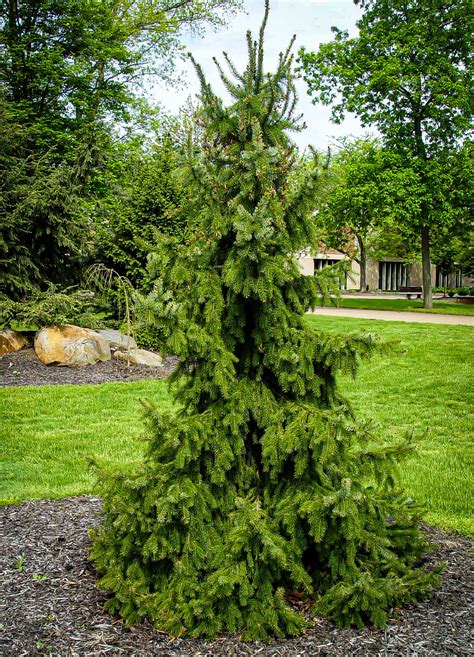 Nice long flowing branches that weep towards the ground, however, it will grow about 50 ft. Weeping Serbian Spruce | Serbian spruce, Colorado spruce ...