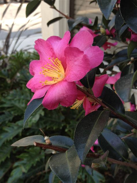 We did not find results for: identification - What is this pink flower with dark green ...