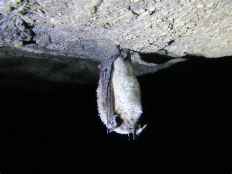 Hibernating Little Brown Bat Us Geological Survey