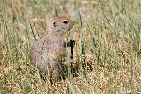 A Gopher Also Known As Richardsons Ground Squirrel In Alberta
