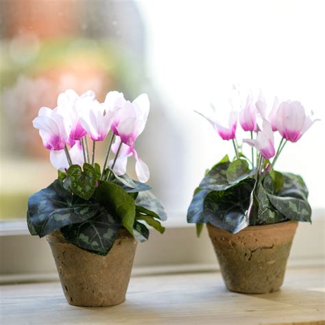 Check spelling or type a new query. Faux Plants ~ Pink Cyclamen Pot