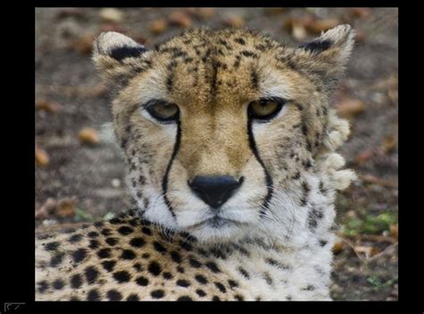 Best WallPapers: Zoo Animals Wallpapers