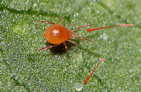 Pest control can definitively work for you if research and planning goes into the application of the treatment. Spider Mite Killer - All Natural, Kills Adults & Eggs On ...