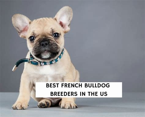 Why Do French Bulldogs Get Tear Stains French Bulldog Breed Atelier