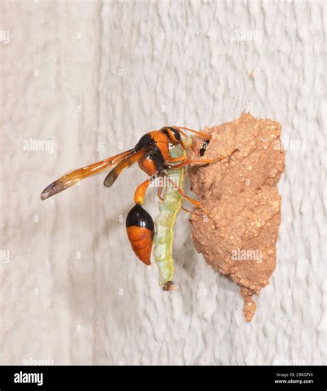 Potter Wasp Nest Hi Res Stock Photography And Images Alamy
