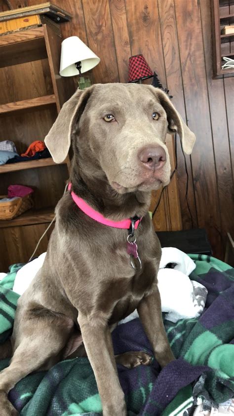 Call for more info on our puppies for sale! Nova, my {not so little} almost 7 month silver lab puppy ...